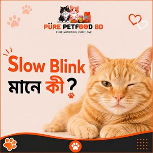 বিড়াল আপনাকে Slow Blink করলে এর মানে কী?