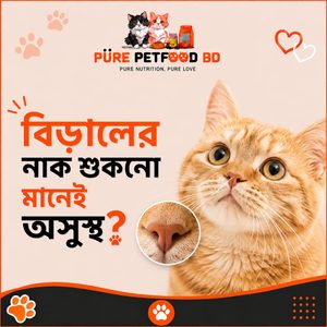 বিড়ালের নাক শুকনো মানেই কি অসুস্থ?